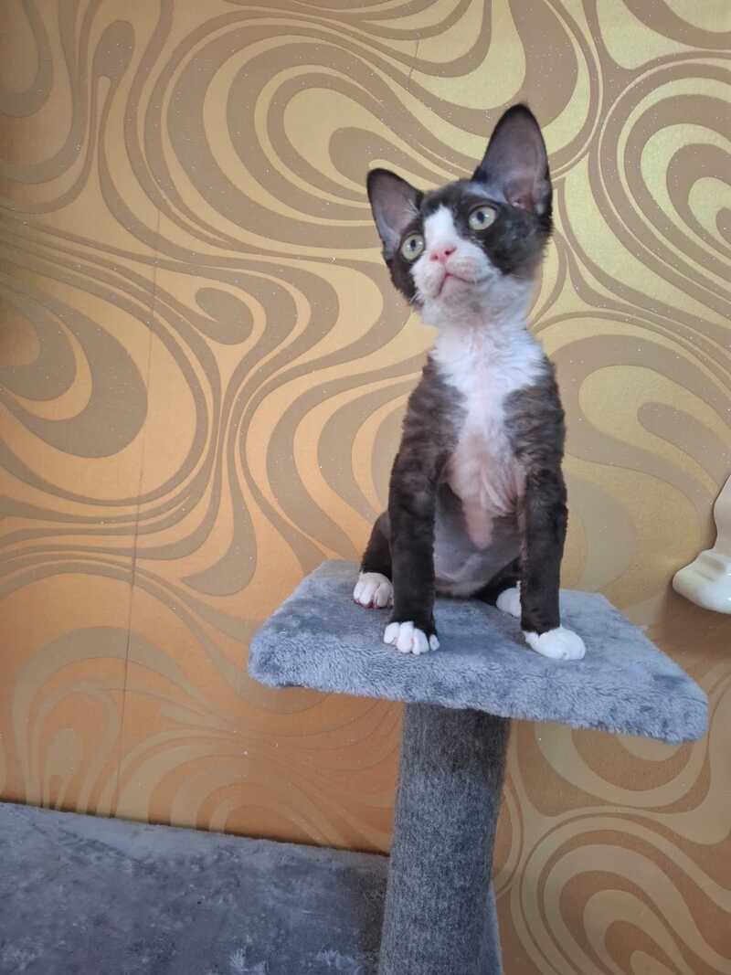 Eliza Devon Rex female black bicolour - live animals