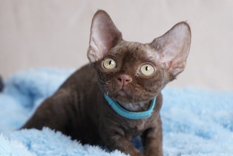 Makar Devon Rex male chocolate - live animals