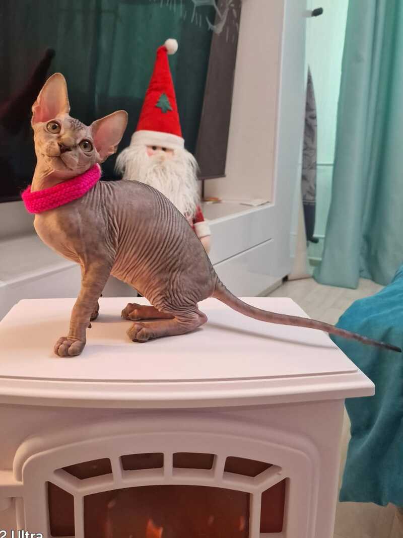 Dakota Canadian Sphynx female black tabby - live animals