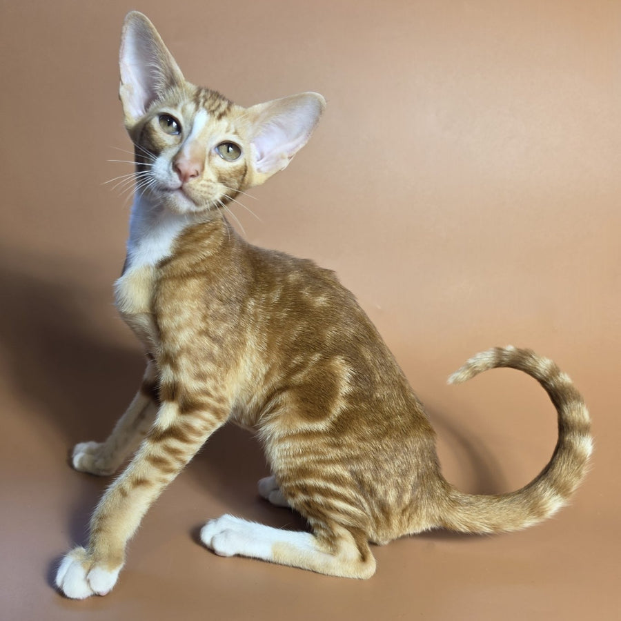 Xylan Oriental Shorthair male, red tabby mitted