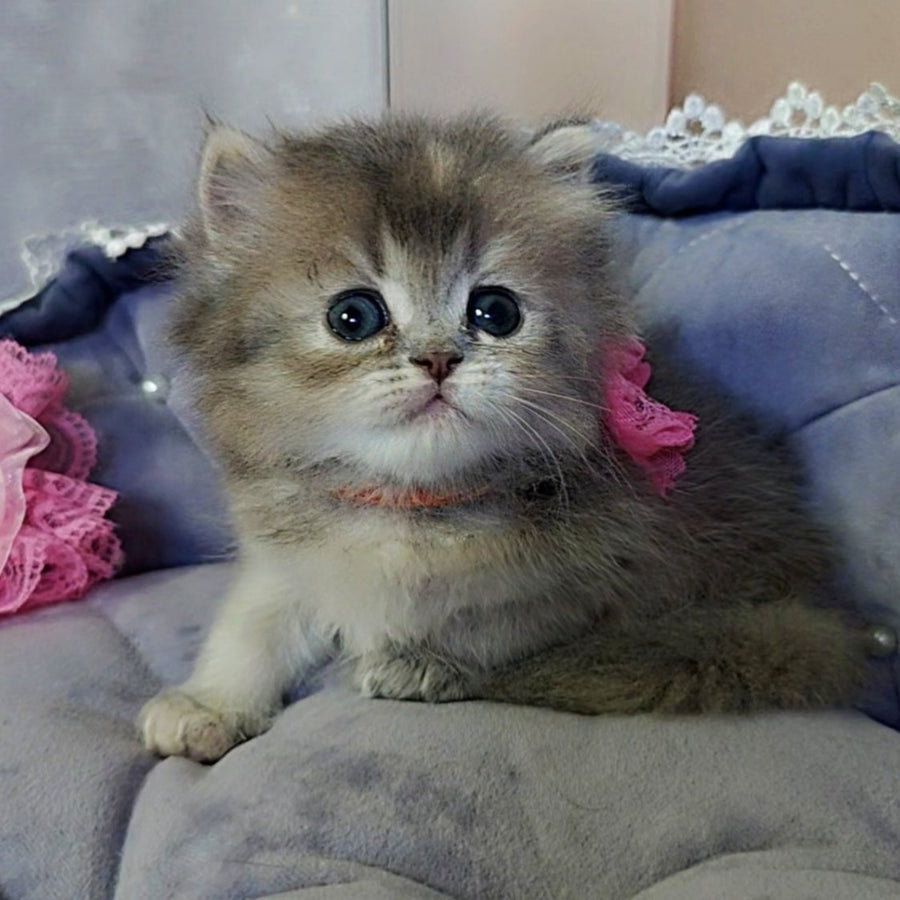 Tina British Longhair female, blue tortie
