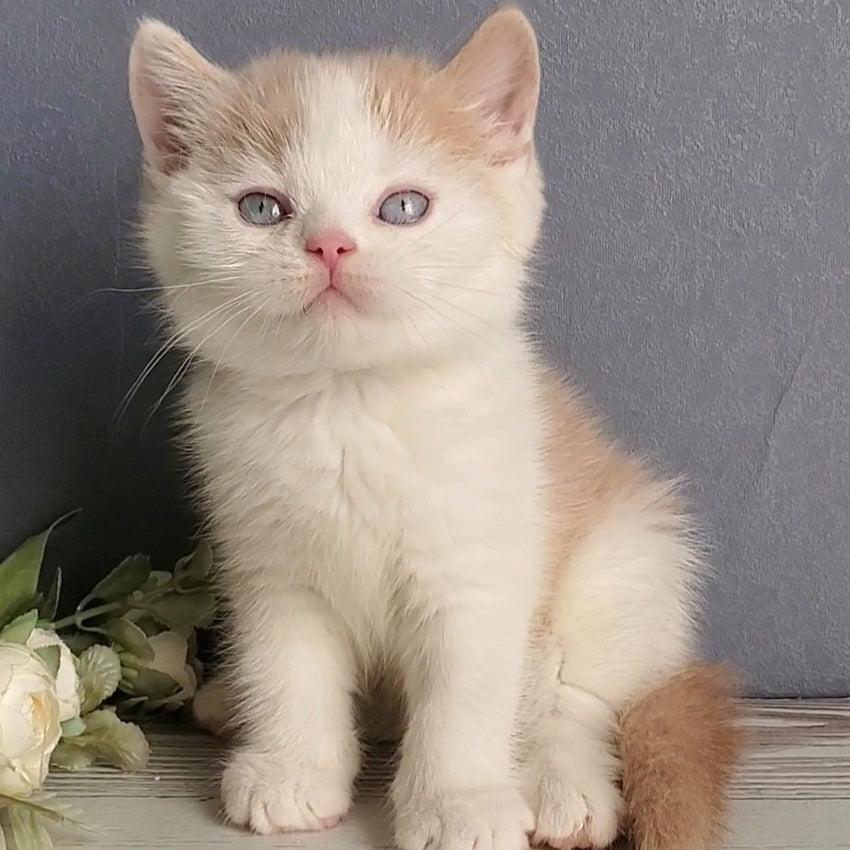 Duke British Shorthair male, cream bicolour