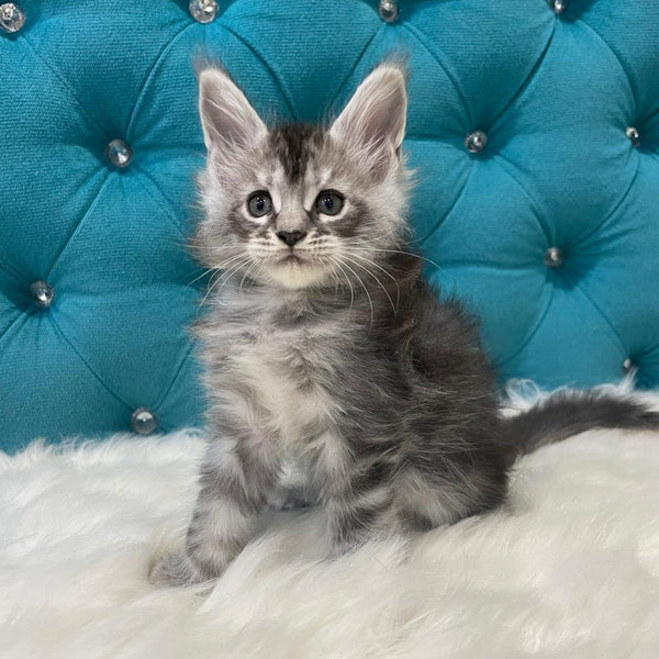 Timur Maine Coon polydactyl 6x6x6x6 male, black silver tabby