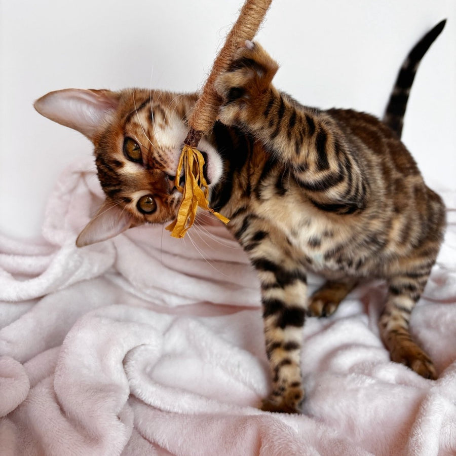 Deizi Bengal female, black spotted tabby