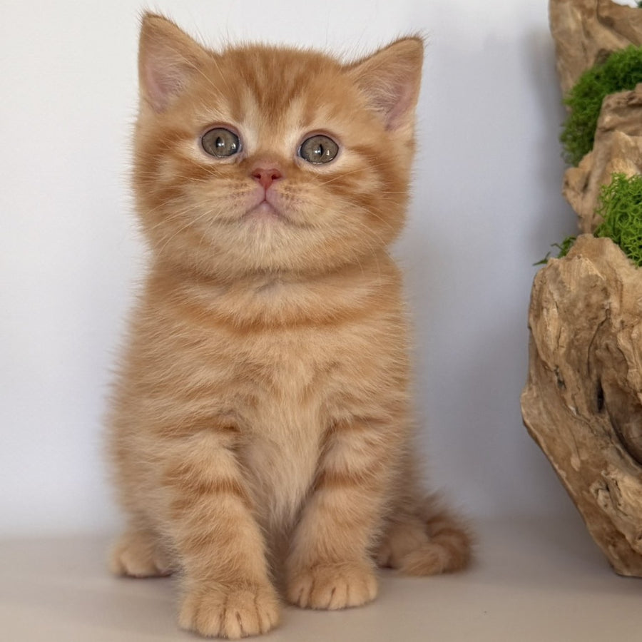 Gino British Shorthair male, red
