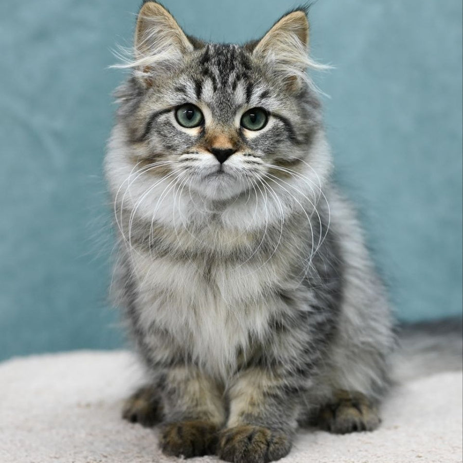 Jersi Siberian female, black spotted tabby