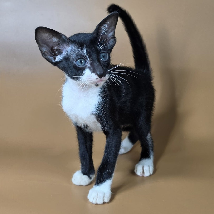 Daphne Oriental Shorthair female, black bicolour