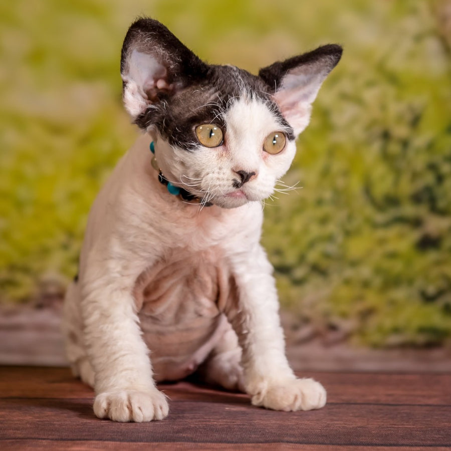 Lucke Devon Rex male, black harlequin
