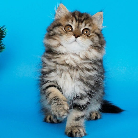 Bianka British Longhair female, black tabby