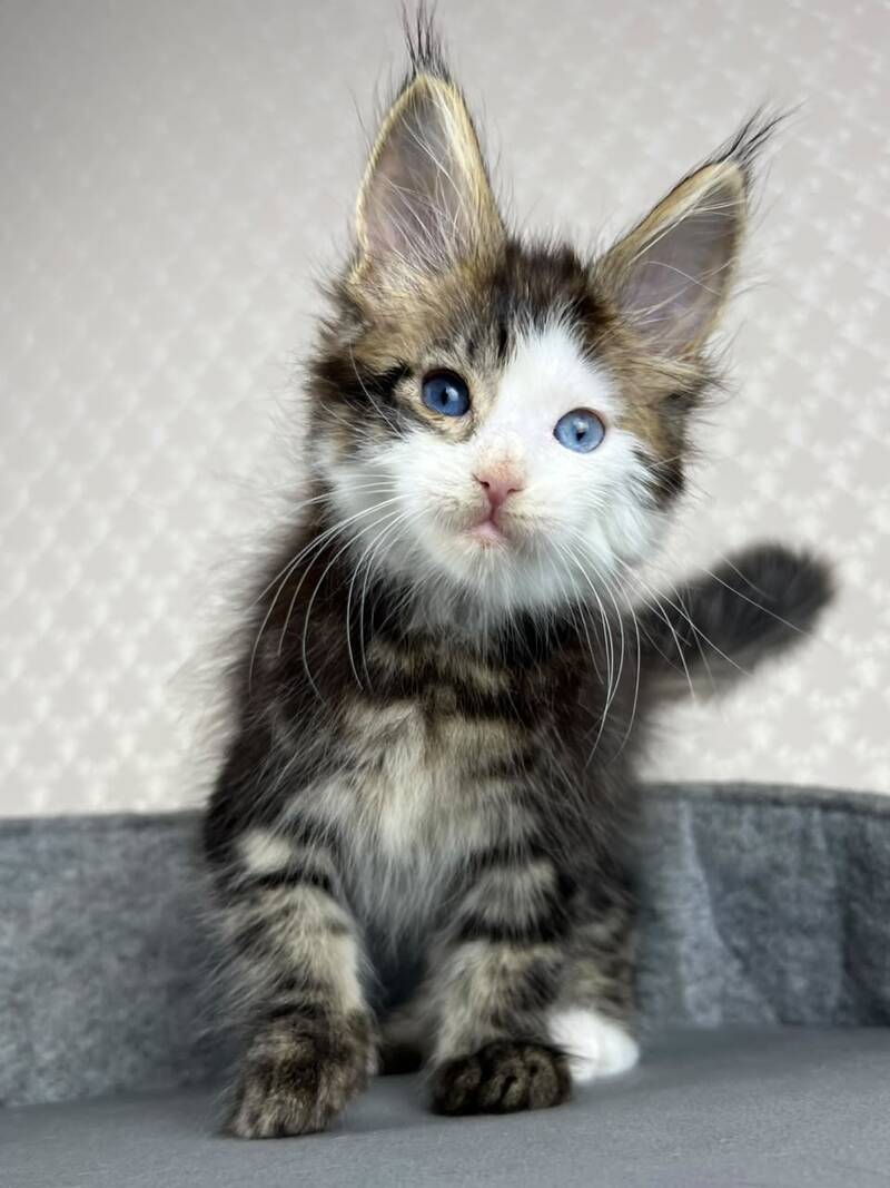 Penelope Maine Coon female, black tabby with white