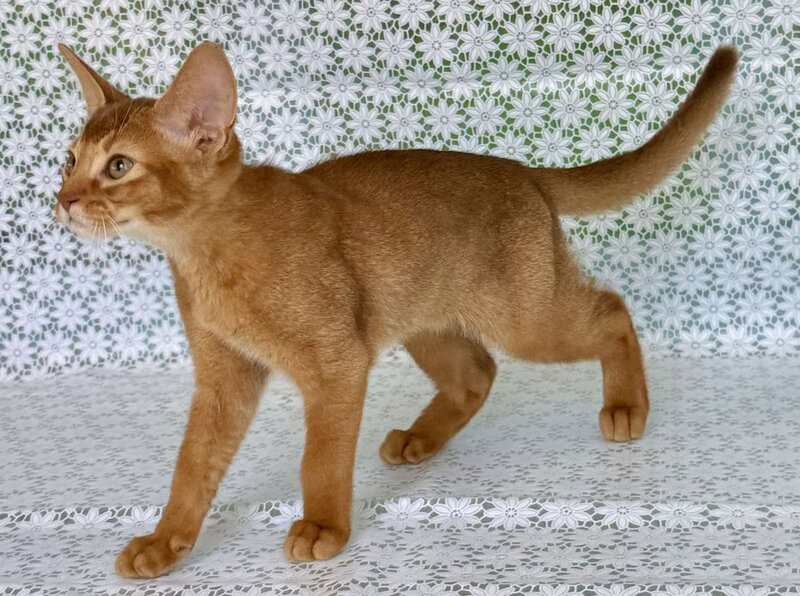 Electra Abyssinian female sorrel - live animals