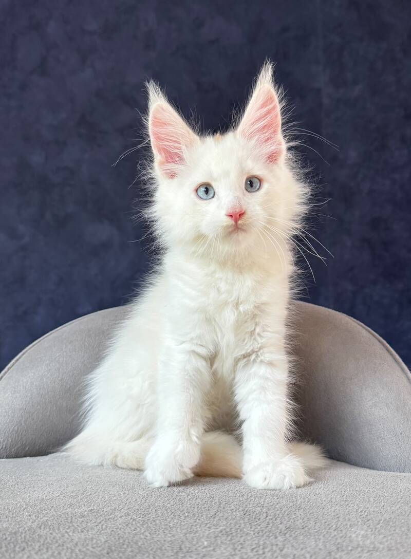 Gar Gar Maine Coon male, red silver with white