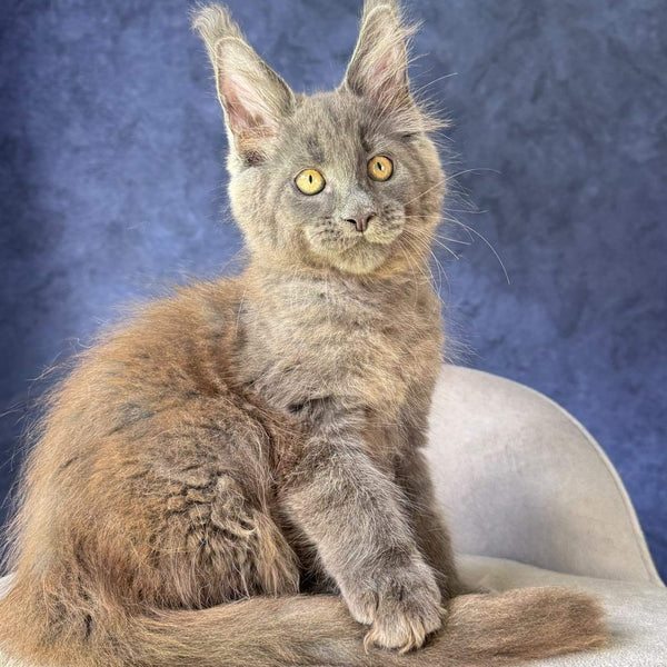 Raskat Maine Coon male, blue