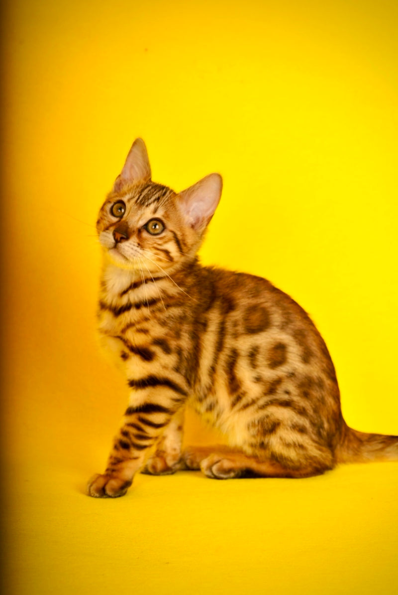 Jaguar Bengal male, black spotted tabby
