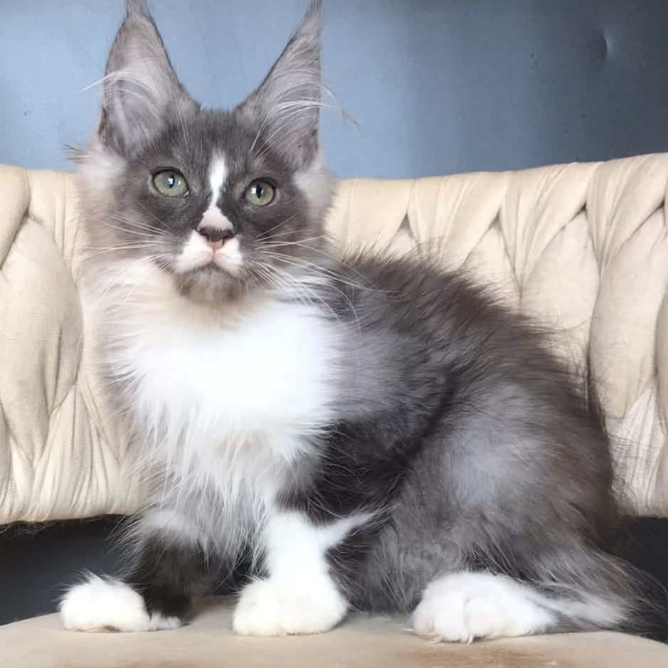 Chip Maine Coon male, black silver bicolour