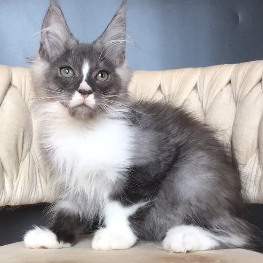 Chip Maine Coon male, black silver bicolour