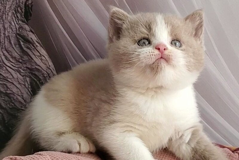 Usik British Shorthair male, fawn bicolour