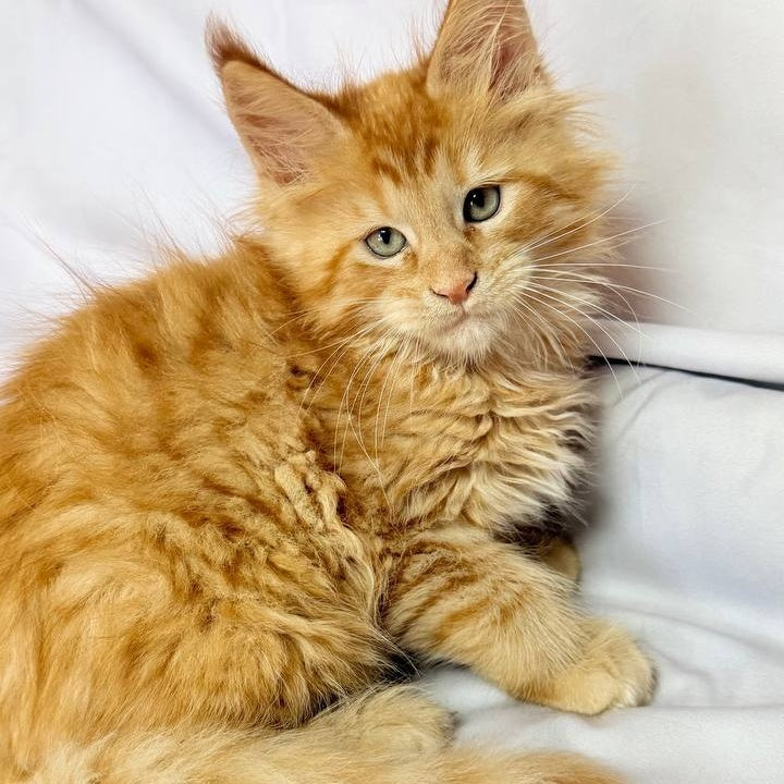 Maximilian Maine Coon male, red