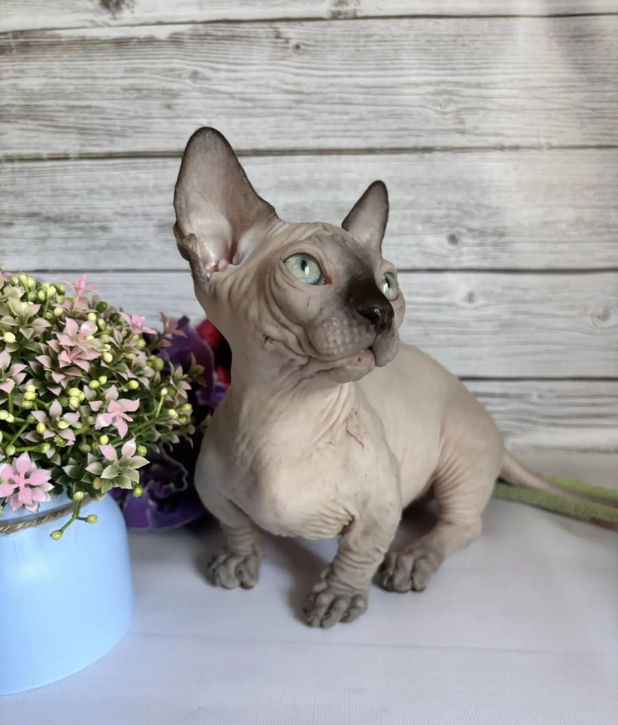 Richi Bambino male black pointed - live animals