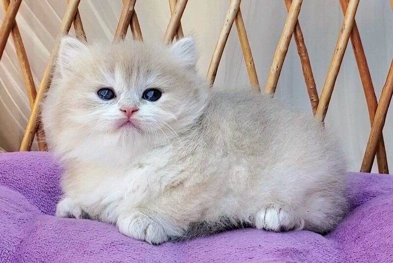 Zara British Longhair female blue golden shaded - live animals