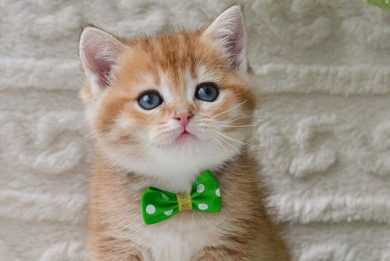 Chester British Shorthair male black golden ticked tabby - live animals