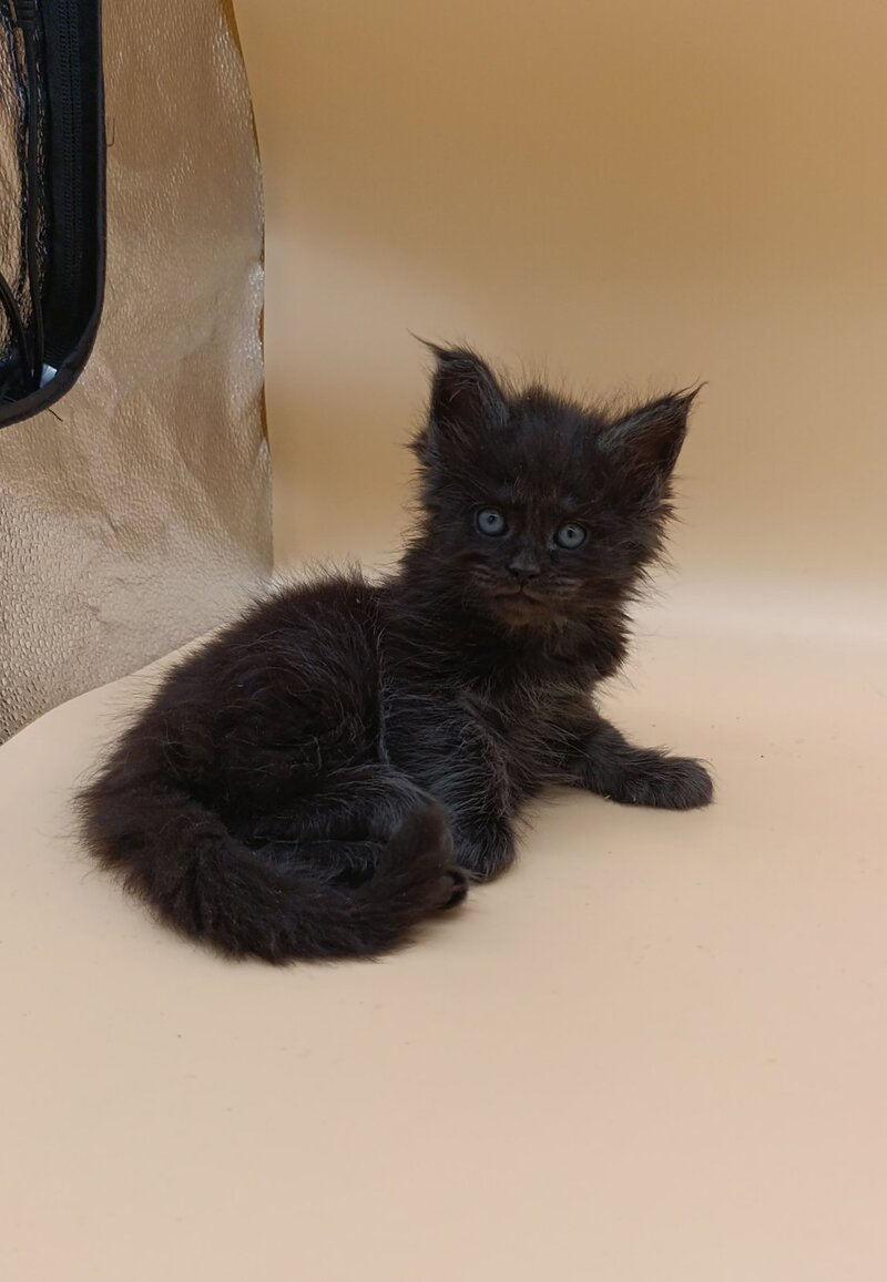 Isabelle Maine Coon female black silver live animals