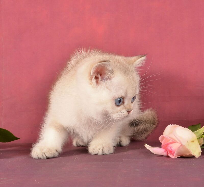Princess Scottish Straight female, black golden ticked tabby pointed