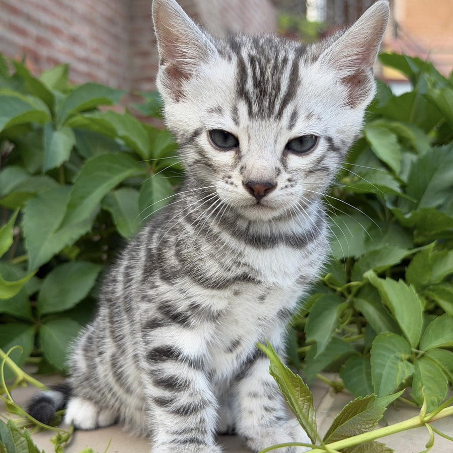 Cartier Bengal male, black silver spotted tabby