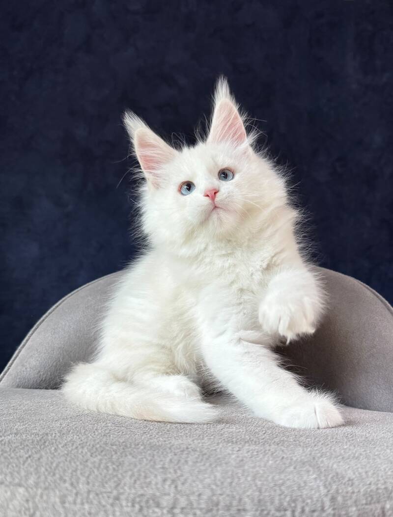 Gamin Maine Coon male, cream silver shaded with white