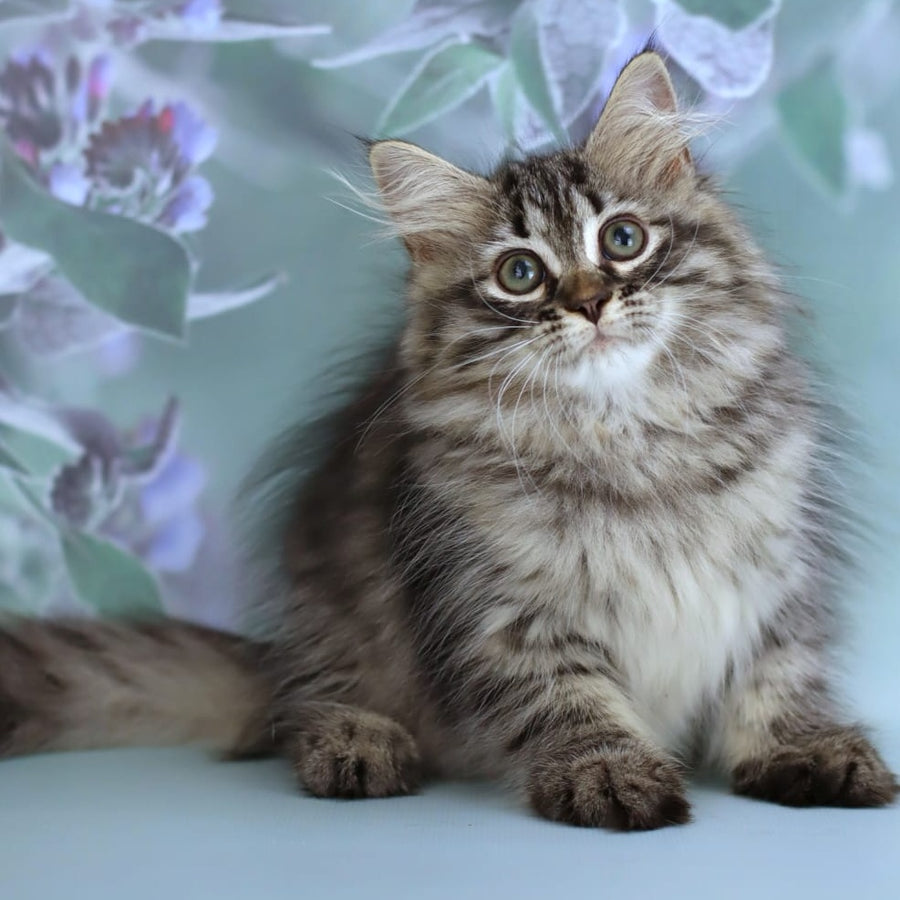 Gemma Siberian female, black spotted tabby