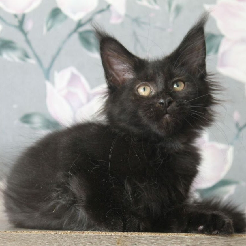Nazira Maine Coon female, black