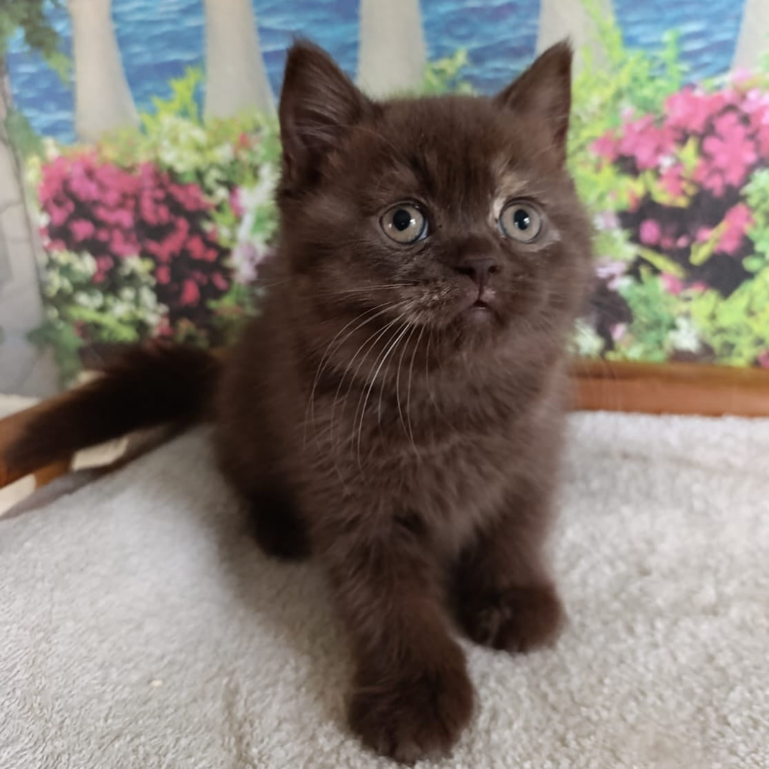 Matilda British Shorthair female, lilac tortie
