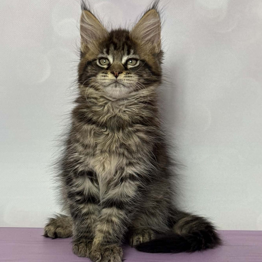 Fanta Maine Coon female, black spotted tabby