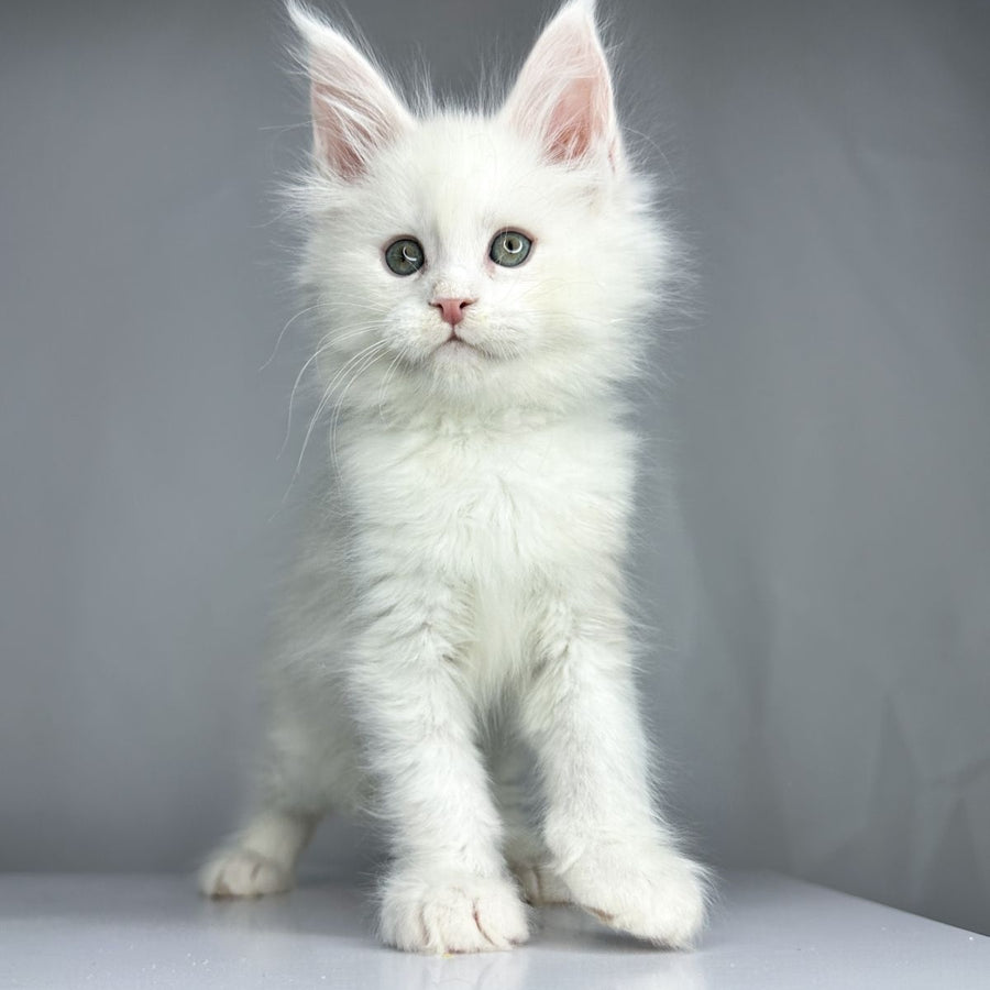 Gordey Maine Coon male, white