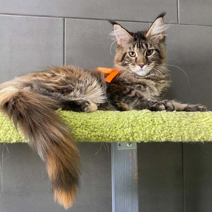 Eight Maine Coon female, black tortie tabby