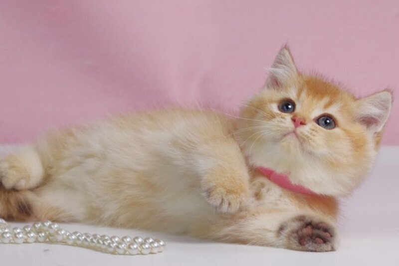 Uilliam British Shorthair male, black golden ticked tabby