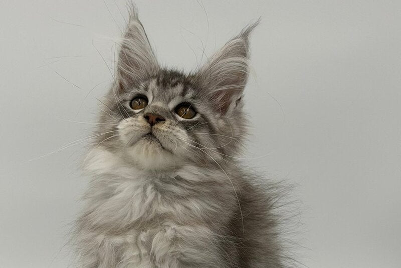 Kleo Maine Coon male black silver tabby - live animals