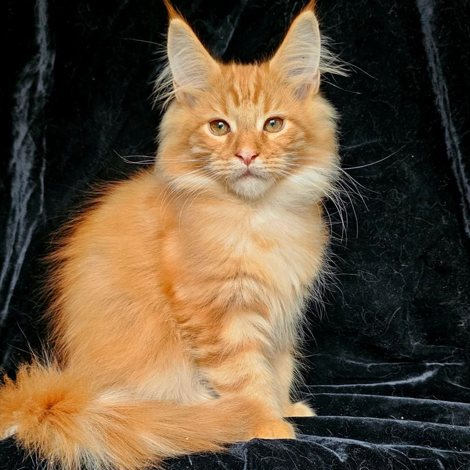 Sanny Maine Coon male, red tabby