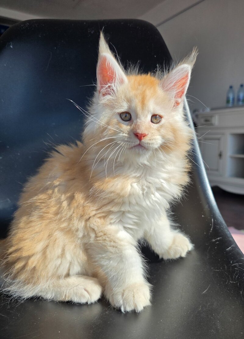 Kvest Maine Coon male red silver ticked tabby - live animals
