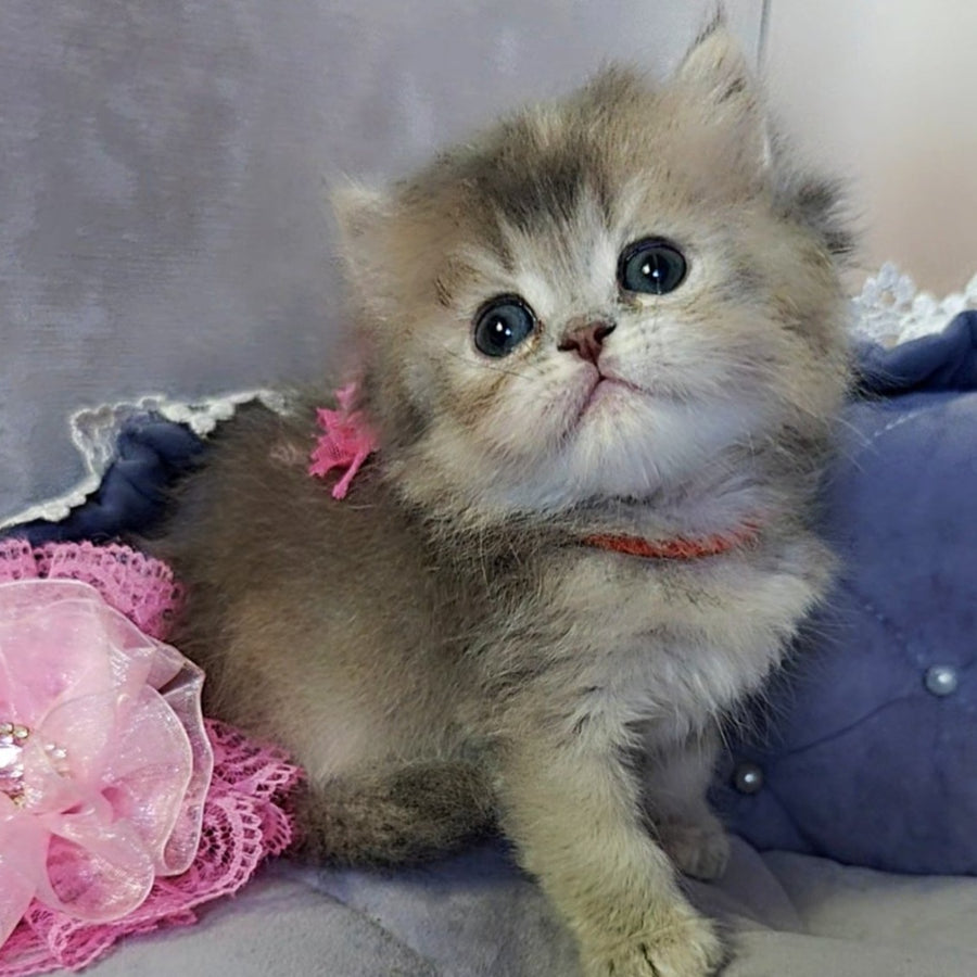 Tina British Longhair female, blue tortie