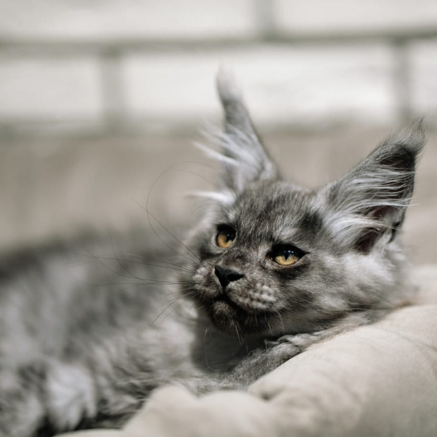 Bruno Maine Coon polydactyl male, black silver