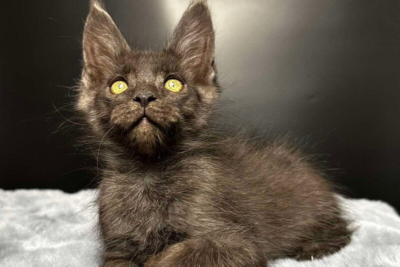 Brendon Maine Coon male black silver - live animals