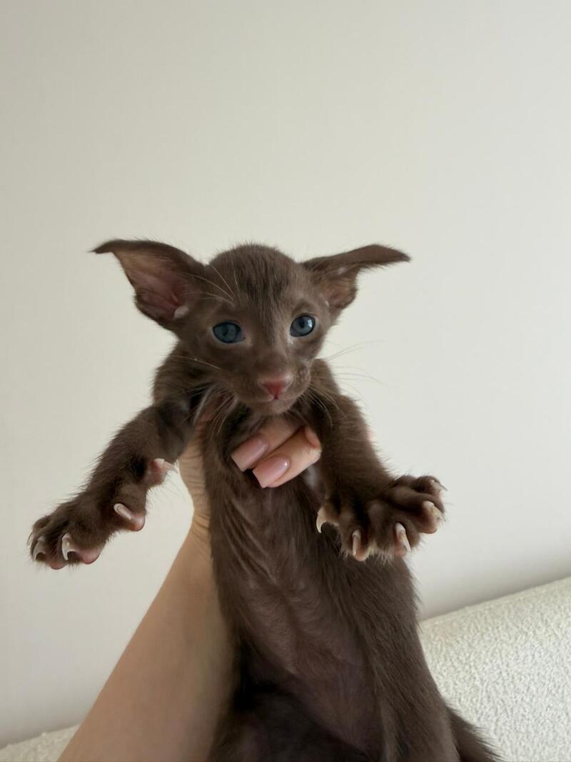 Adele Oriental Shorthair female chocolate - live animals