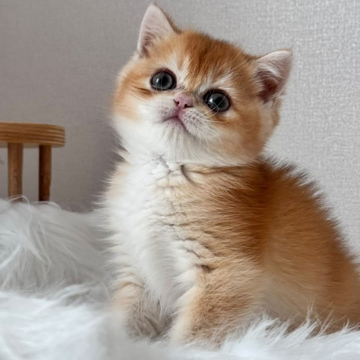 Zein British Shorthair male, chocolate golden chinchilla