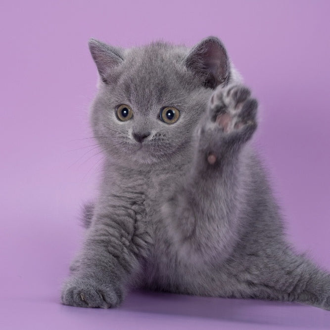 Peppa British Shorthair female, blue