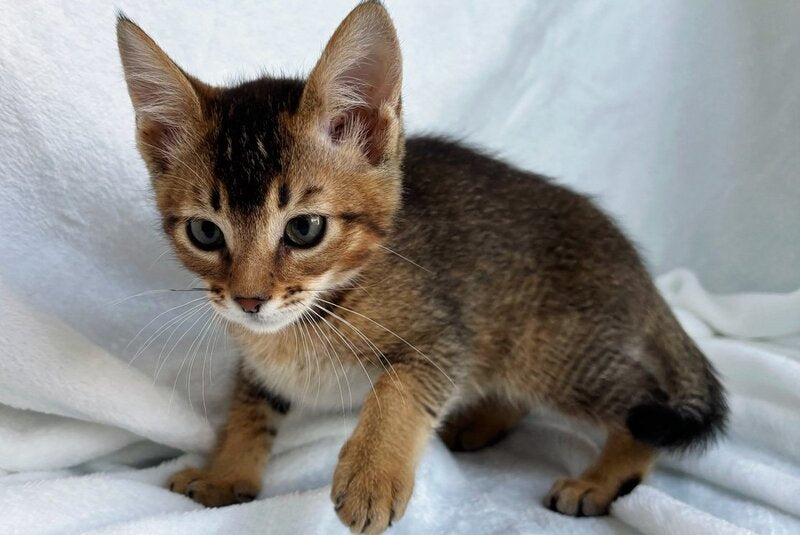 Susie Abyssinian female, ruddy
