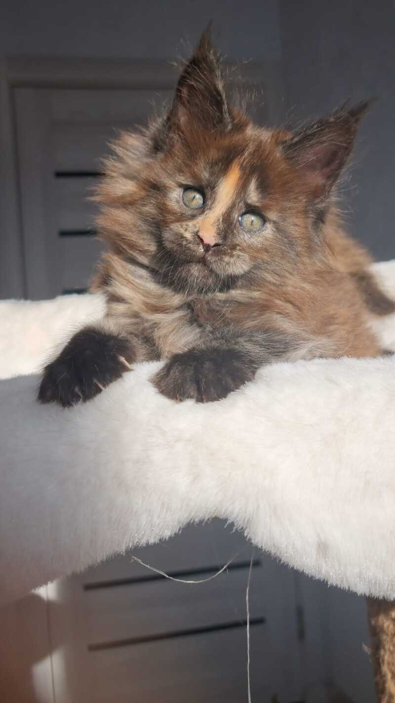 Koketka Maine Coon female black tortie live animals