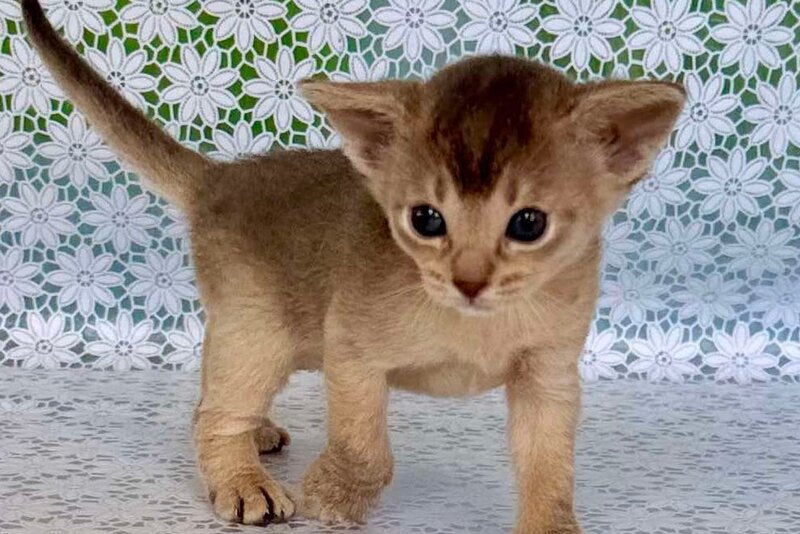 Zhasmin Abyssinian female blue - live animals