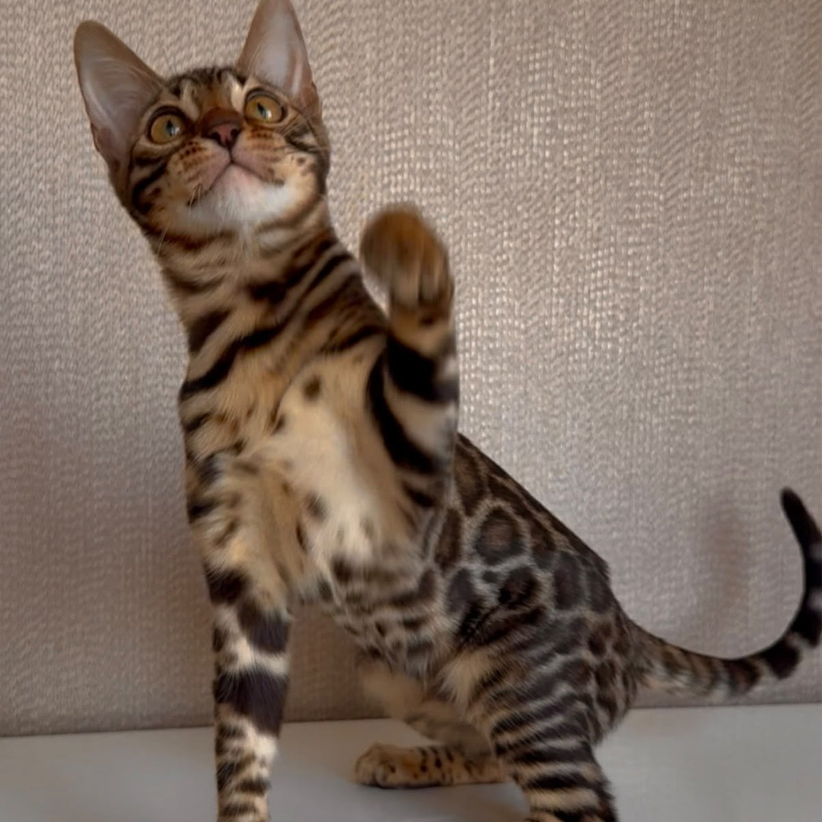 Genesis Bengal female, black spotted tabby