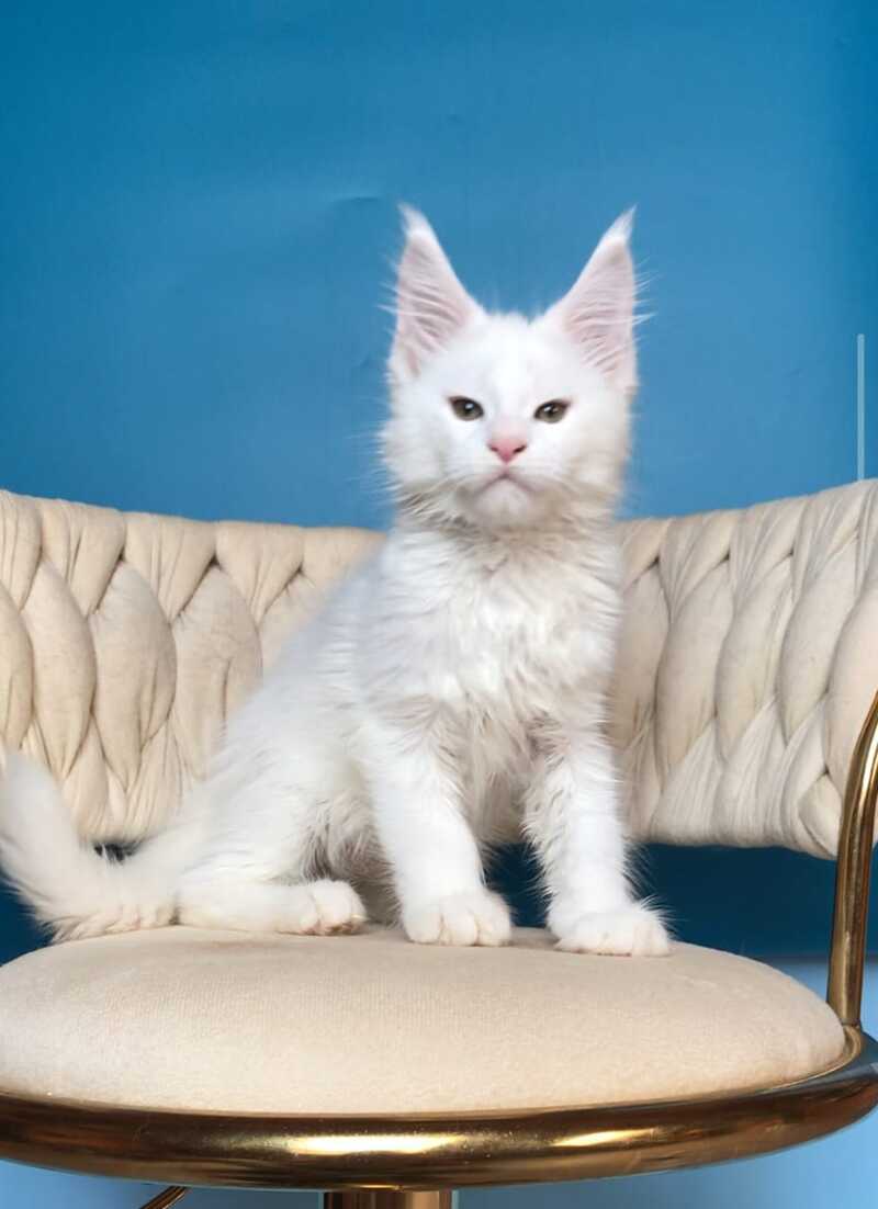 Xarvi Maine Coon male, white
